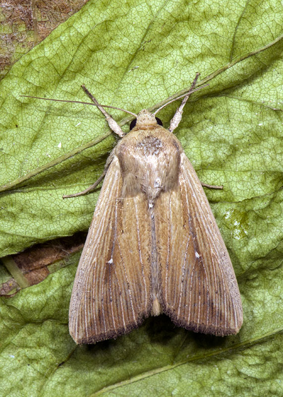 Noctuidae di ottobre